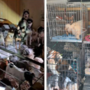 Koppel met 99 verwaarloosde honden reageert: ‘We werden gechanteerd door broodfokkers’