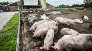 CBS: minder stikstof in veehouderij, vooral bij varkens en koeien