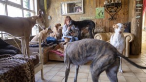 Luxe hondenpension in Geleen kan de vraag niet aan: ‘Ik moet vijf of zes keer per dag nee verkopen’ 