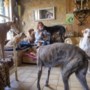 Luxe hondenpension in Geleen kan de vraag niet aan: ‘Ik moet vijf of zes keer per dag nee verkopen’ 