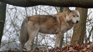Dode wolf gevonden op A2 bij Weert