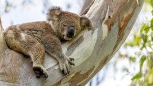 Waarom hebben koala’s vaak chlamydia? Mede daardoor is het nu officieel een bedreigd dier in Australië  