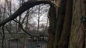 Kasteelpark Born op slot na stormschade aan houten brug, dieren niet in de problemen