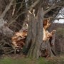 Bomendokters: als een boom omwaait, is er vaak iets mee aan de hand geweest