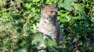Lynx ontsnapt uit Wildpark Gangelt, net over grens bij Schinveld