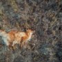 Minstens één dode vos in Limburg door vogelgriep