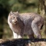 Ontsnapte lynx Jumper zit mogelijk in Limburgse bossen, hoe groot is het gevaar? 