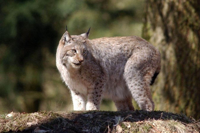 Ontsnapte lynx Jumper zit mogelijk in Limburgse bossen, hoe groot is het gevaar? 