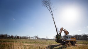 Boomtransplantatie biedt 65 bomen uit Sterrebos bij VDL Nedcar een tweede leven