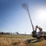 Boomtransplantatie biedt 65 bomen uit Sterrebos bij VDL Nedcar een tweede leven