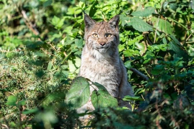 Ontsnapte lynx Wildpark Gangelt weer gevangen