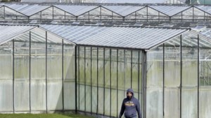 Glastuinbouwers: ‘Oekraïens personeel in spanning door aanval op hun land’