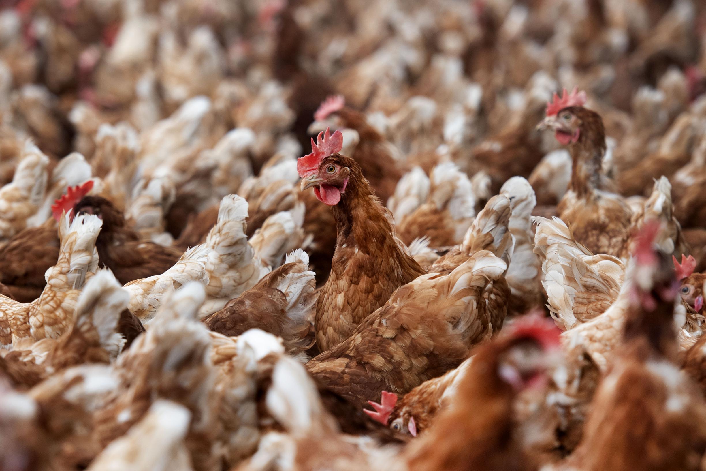 Vogelgriep In Utrechtse Hekendorp, 121.000 Kippen Geruimd - De Limburger