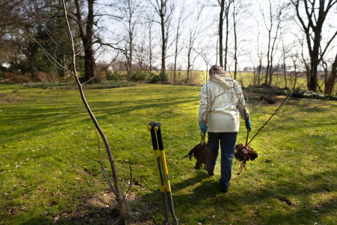 Handen uit de mouwen bij tweede Limburgse BomenBoost: zaailingen van bomen gratis verplaatst