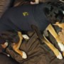 Hond van Peggy uit Geleen aangevallen door wild zwijn: ‘Lola werd getorpedeerd, geplet en bijna doodgebeten’