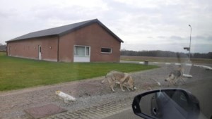 Commotie in Leudal over vermeende wolven die op strooptocht door Roggel gaan