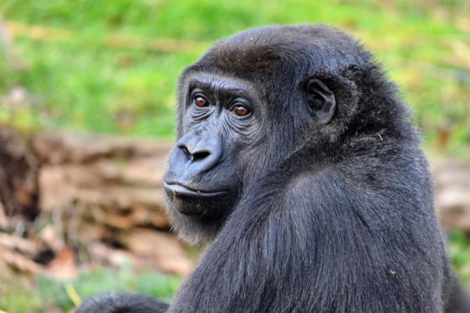 Gorilla Sangha in GaiaZOO overleden