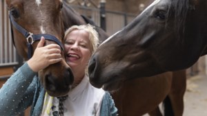 Boek over hippisch recht van advocaat uit Ospel: ‘Een paard verkopen, wordt steeds moeilijker’