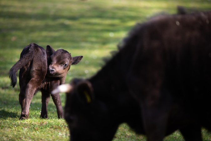 Babyboom op de kinderboerderij: onze fotograaf laat de schattigste pasgeborenen zien