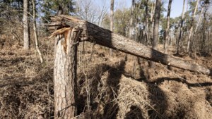 Maand na stormen liggen Limburgse bossen nog vol met omgewaaide bomen en ‘dood hout’: ‘Mooi toch?’ 
