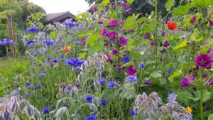 Gratis kruiden- en bloemenmengsel voor inwoners Nederweert