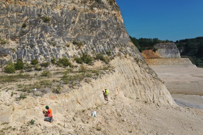 Geologische studie maakt ‘exact’ de leeftijd van kalksteenlagen duidelijk: mosasaurus Carlo is 68 miljoen jaar oud
