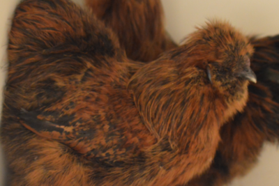 Dier van de week: tam en vriendelijk haantje Otto zoekt een nieuw thuis - De Limburger