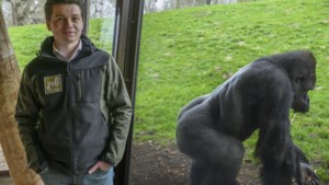 Gorilla’s Gaia hebben weer een nieuwe leider: ‘Zijn naam is alleen bij de verzorgers bekend’