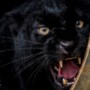 Koppeltje zwarte panters gaat hopelijk voor nageslacht zorgen in dierentuin Mondo Verde in Landgraaf:  ‘Dit zie je bijna nergens’