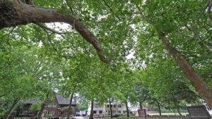 Mogelijk toch monumentale bomen gekapt in Mauritspark Geleen: gemeente komt terug op eerder gegeven informatie