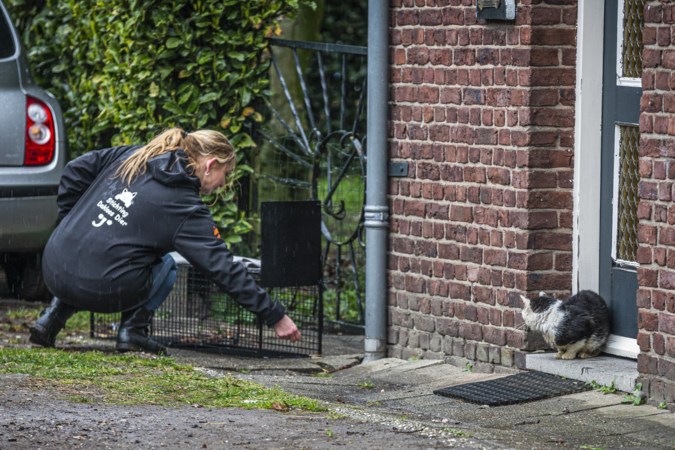 Redders van dieren die niemand wil helpen of ‘illegale kattenmiepen’? Gedoe over opvang van zwerfkatten in regio Venlo