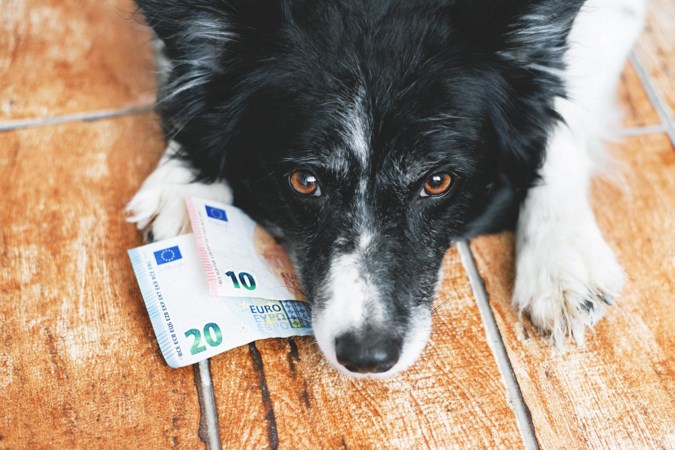 Hondenbelasting steeds vaker afgeschaft, maar in Limburg is deze heffing nog in trek: hoe zit het in jouw gemeente?