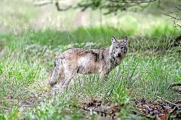 Opmars van de wolf in Limburg: verdubbeling van het aantal in de herfst verwacht
