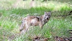 Dode wolf gevonden op A2 bij Nederweert