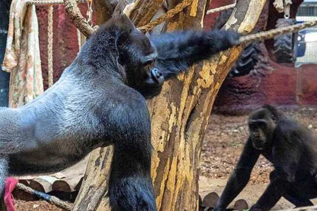 Gorilla verscheurt aapje voor ogen van bezoekers in Belgisch... - De