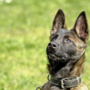 Er zijn nu al tien soorten politiehonden: onder andere de digihond en plaatsdelicthond Kees die een vermiste vrouw vond in Maastricht