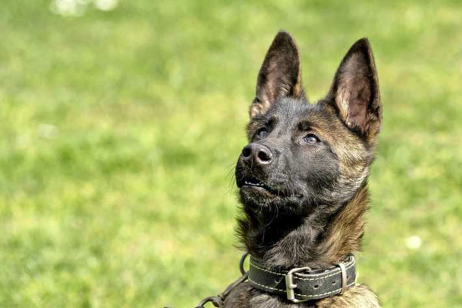 Er zijn nu al tien soorten politiehonden: onder andere de digihond en plaatsdelicthond Kees die een vermiste vrouw vond in Maastricht