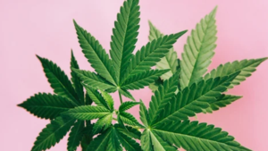 Wat is 420 en hoe komt deze ‘cannabisdag’ aan zijn naam?