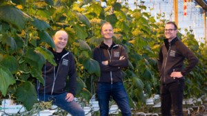 Wijnen Square Crops uit Grubbenvorst wint Tuinbouw Ondernemersprijs