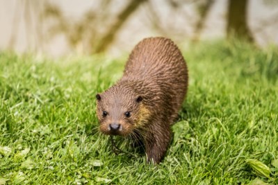 Otter gespot in groengebied Schwienswei: kan beschermd beestje aanleg vakantiepark Sittard dwarsbomen?
