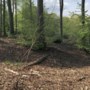 Rigoureuze bomenkap in Landgraaf: SP in conclaaf met wethouder, die zegt juist 6000 bomen en struiken geplant te hebben