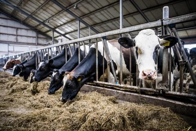 DSM sluit verkoopdeal voor middel tegen boerende koeien in VS