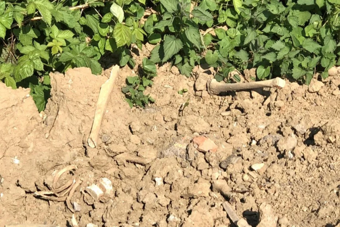 Schedels en beenderen komen boven bij werkzaamheden aan kerkhof in België: ‘Dit is gewoon walgelijk’