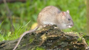 Nederlandse ratten en muizen resistenter tegen gif
