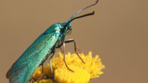 Natuurmonumenten komt met gratis insecten actiepakket: bloemzaadjes en praktische tips