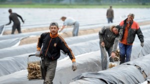 Arbeidsinspectie wil rigoureuze stop op aantrekken arbeidsmigranten, maar Limburg koerst juist af op forse toename