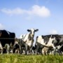 Boosheid om vergunning voor weidegang koeien: ‘Boeren worden hier horendol van’ 