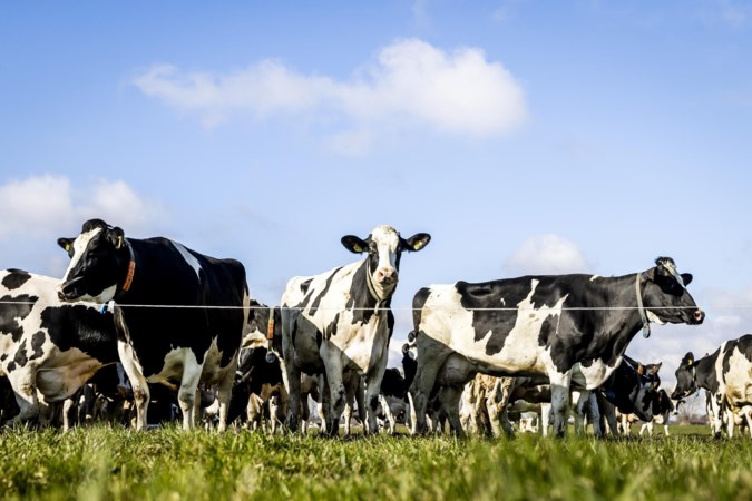 Boosheid om vergunning voor weidegang koeien: ‘Boeren worden hier horendol van’ 