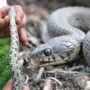 Ringslang bezig aan opmars in Limburg; een naar wiet stinkend, stuiptrekkend reptiel dat zich voordoet als een cobra 