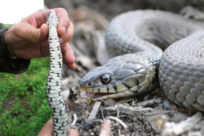 Ringslang bezig aan opmars in Limburg; een naar wiet stinkend, stuiptrekkend reptiel dat zich voordoet als een cobra 